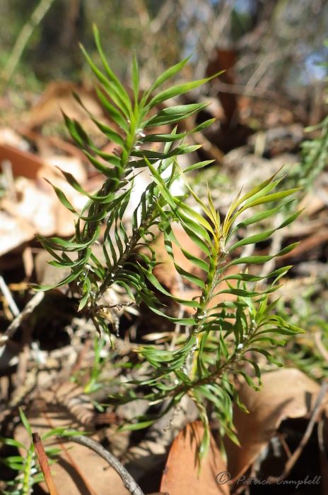 Lomandra Obliqua (Twisted Mat-Rush)