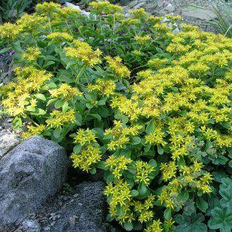 Sedum Selskianum 'Goldilocks' (Goldilocks Stonecrop)