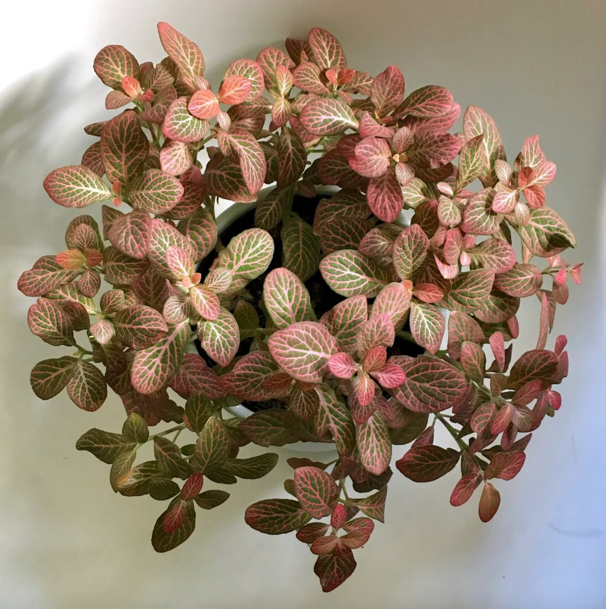 Fittonia Spp. (Assorted Nerve Plant)