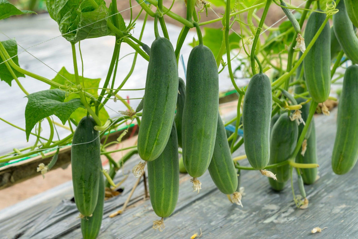 Cucumis sativus (Lebanese Cucumber)