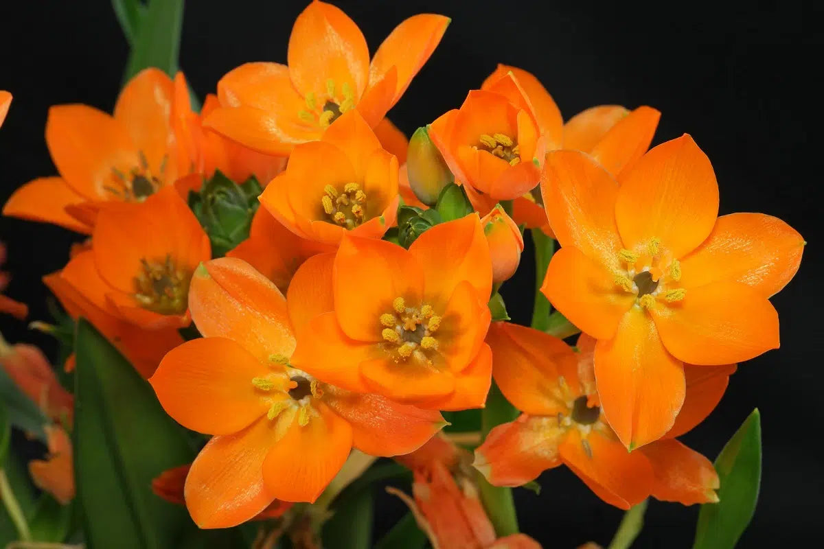 Pyrostegia venusta (Flame Vine)