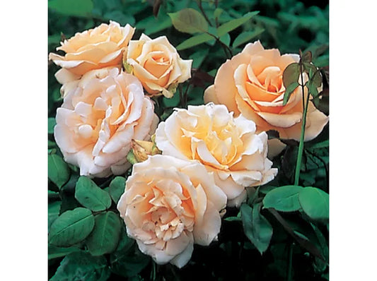 Rosa ‘Apricot Nectar’ (Floribunda Rose)