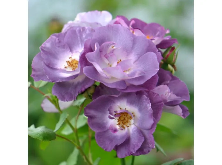 Rosa ‘Blue For You’ (Floribunda Rose)