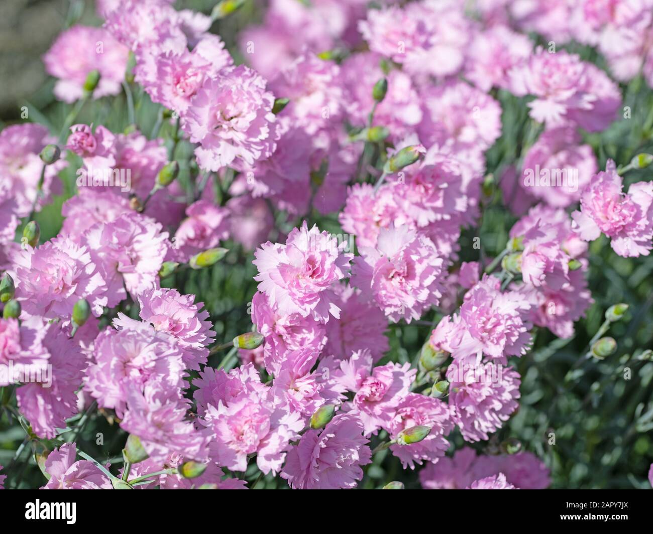Dianthus Plumarius ‘Pike’s Pink’ (Pike’s Pink Pink Carnation)