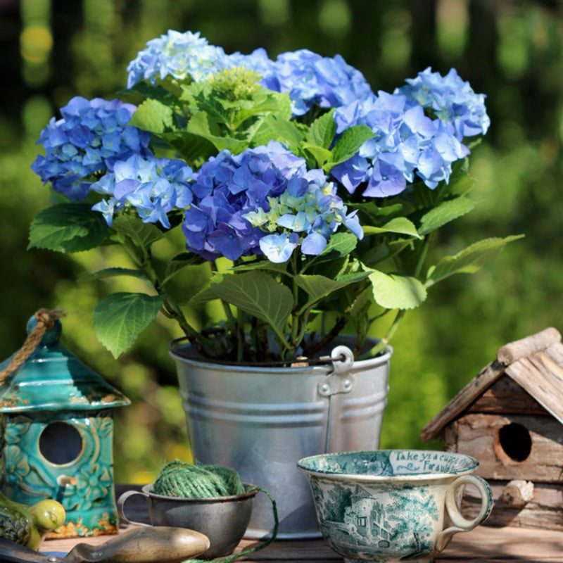 Hydrangea macrophylla ‘Tea Time™ Early Blue Compact Blue’