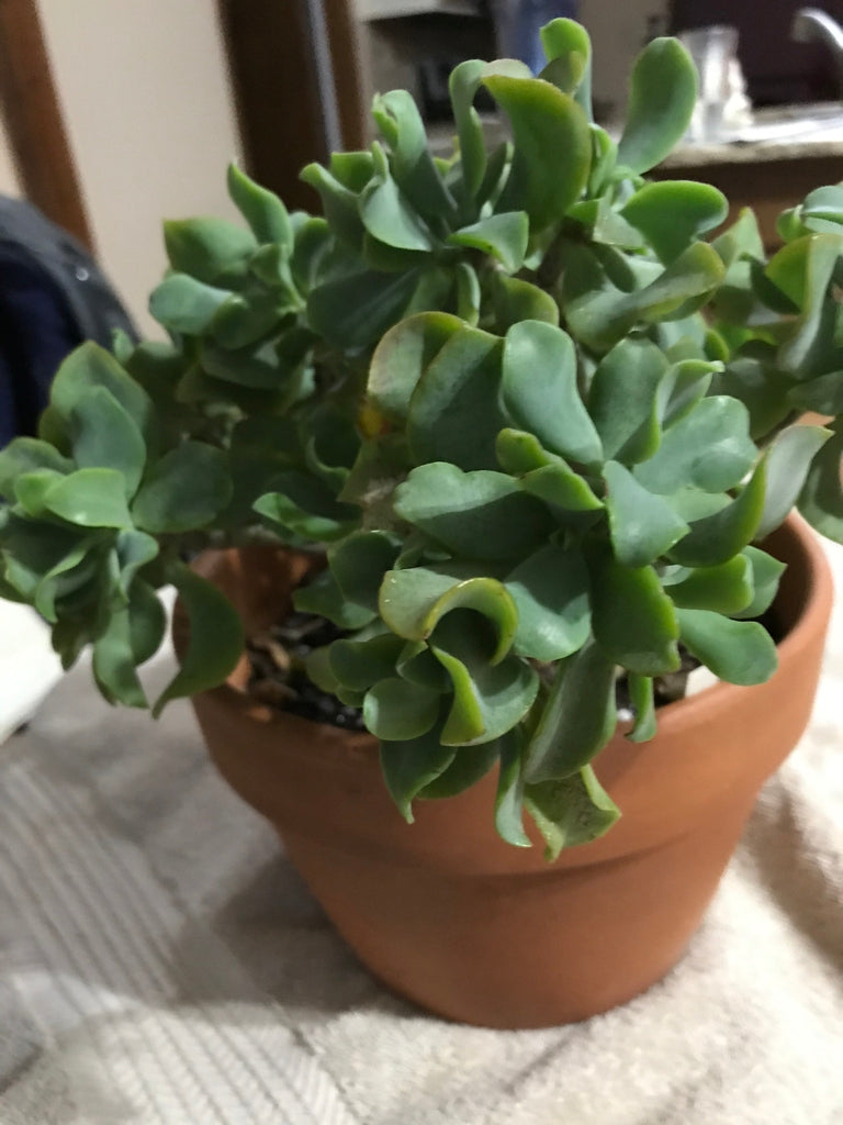 Crassula arborescens undulatifolia (Ripple Jade)