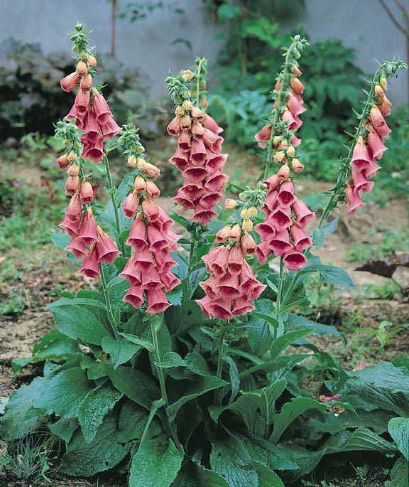 Digitalis × Mertonensis (Strawberry Foxglove)
