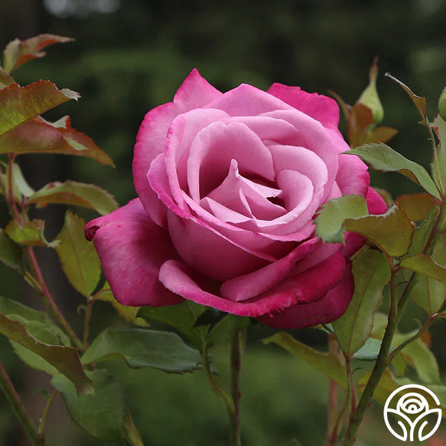 Rosa 'Fragrant Plum' (Fragrant Plum Floribunda Rose)