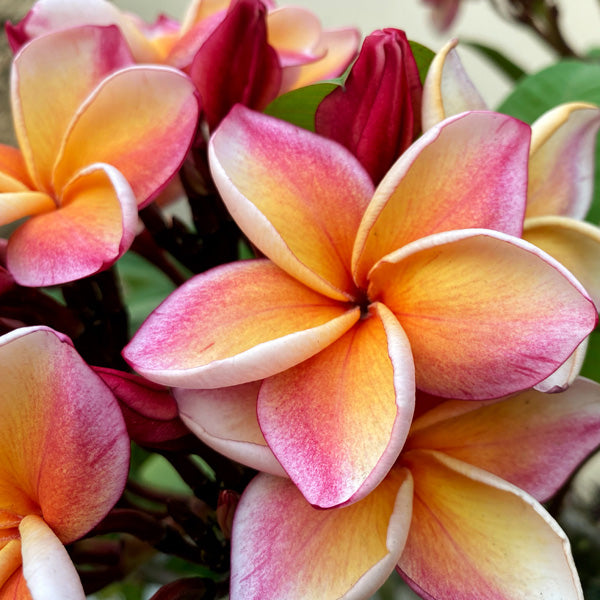 Plumeria Rubra ‘Tricolour’ (Tricolour Frangipani)