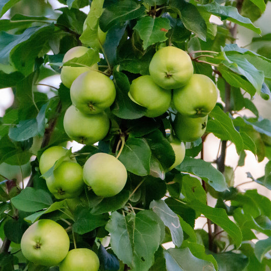 DWARF | Malus Domestica (Granny Smith Apple)