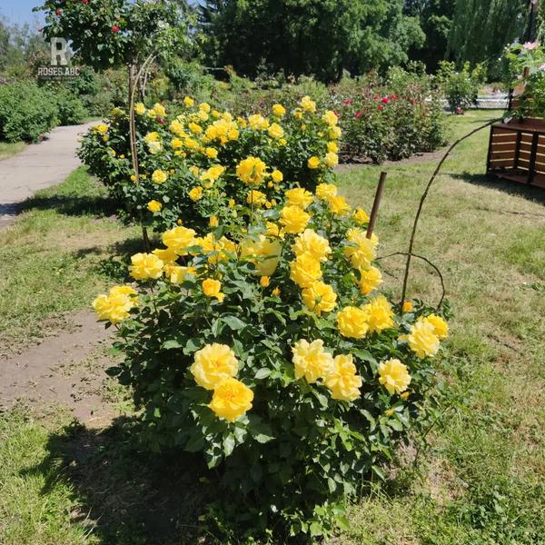 Rosa ‘Friesia’ (Friesia Floribunda Rose)