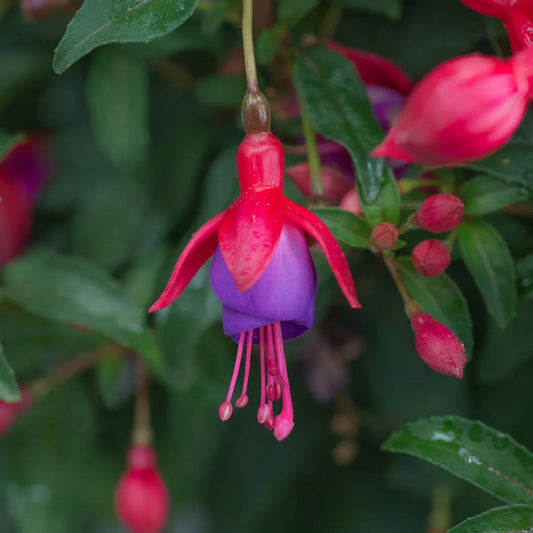 Fuchsia ‘Leonita Red-Blue’ (Leonita Red and Blue Fuchsia)