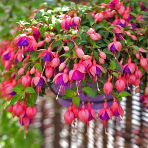 Fuchsia hybrid ‘Ballerina® Assemblé’ (Assemblé Fuchsia)