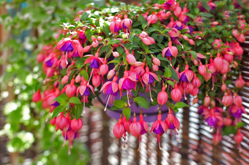 Fuchsia Spp. (Assorted Fuchsia)