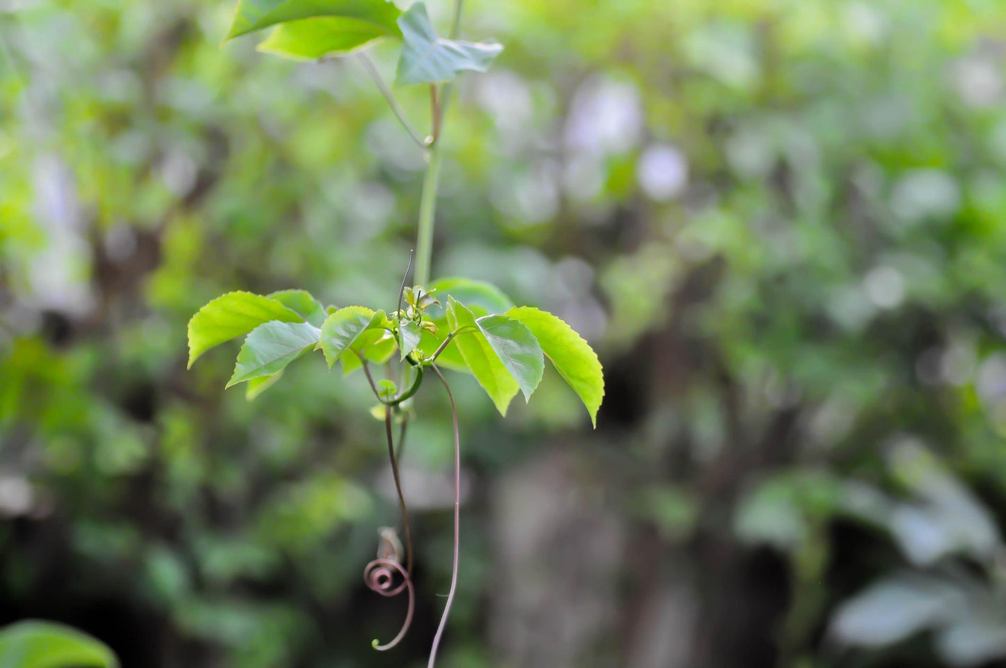 Passiflora Edulis ‘Norfolk Black’ (Norfolk Black Passionfruit)