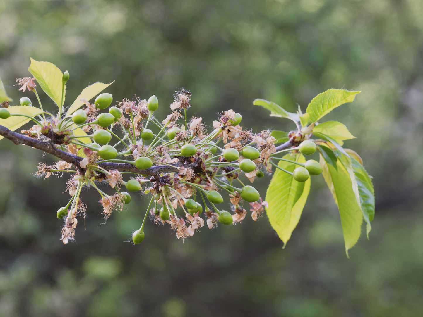 Prunus Avium ‘Lapins’ (Lapins Cherry)