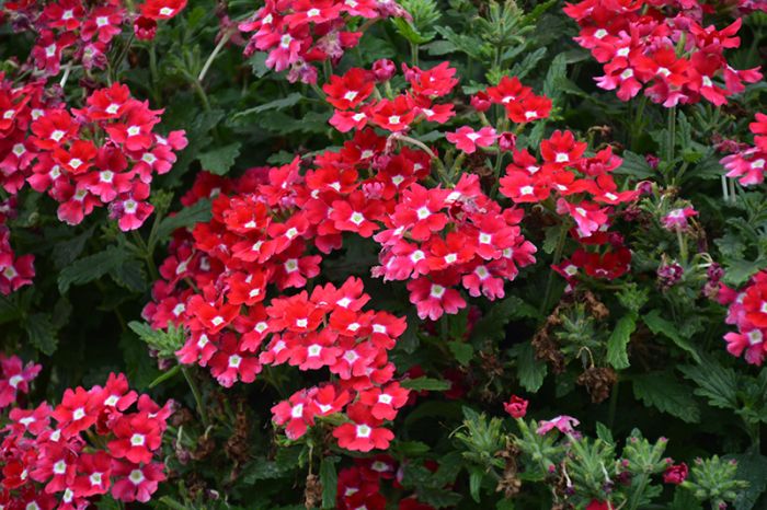 Verbena peruviana (Verbena Cadet Upright™ Red)