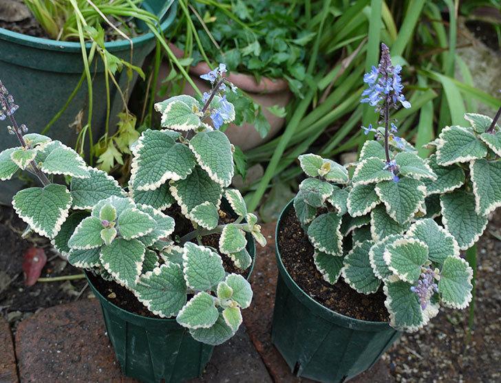 Plectranthus Parviflorus ‘Blue Spires’ (Blue Spires Plectranthus)