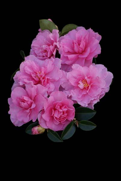 Camellia Sasanqua ‘Slimline With Love’ (Slimline With Love Camellia)