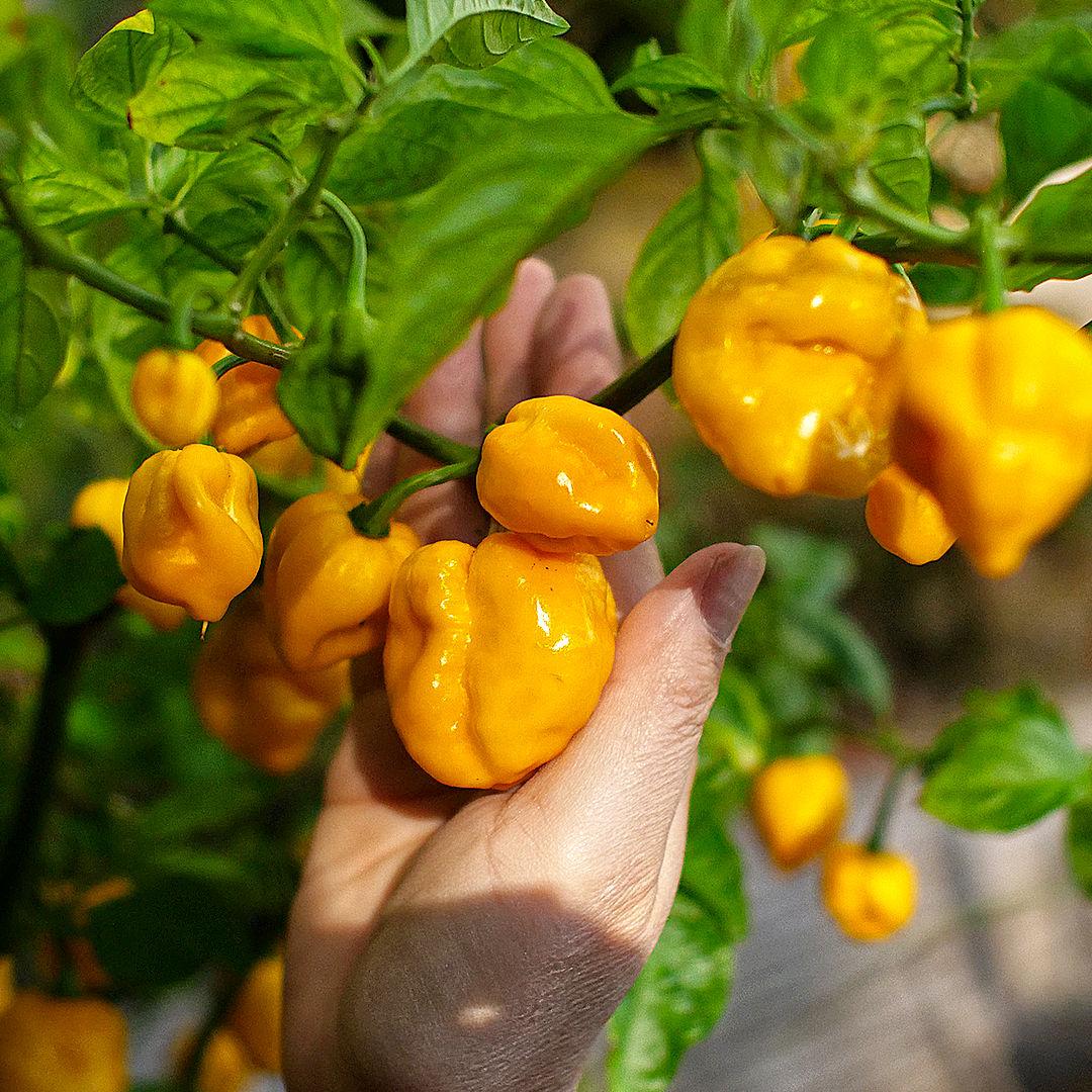 Capsicum Chinense (Trinidad 7 Pod Yellow Chilli)
