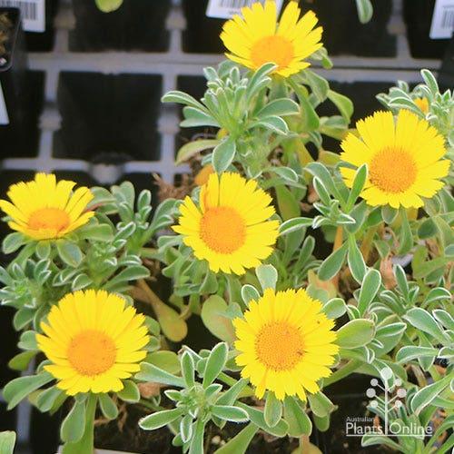 Asteriscus ‘Sunshine’ (Gold Coin)
