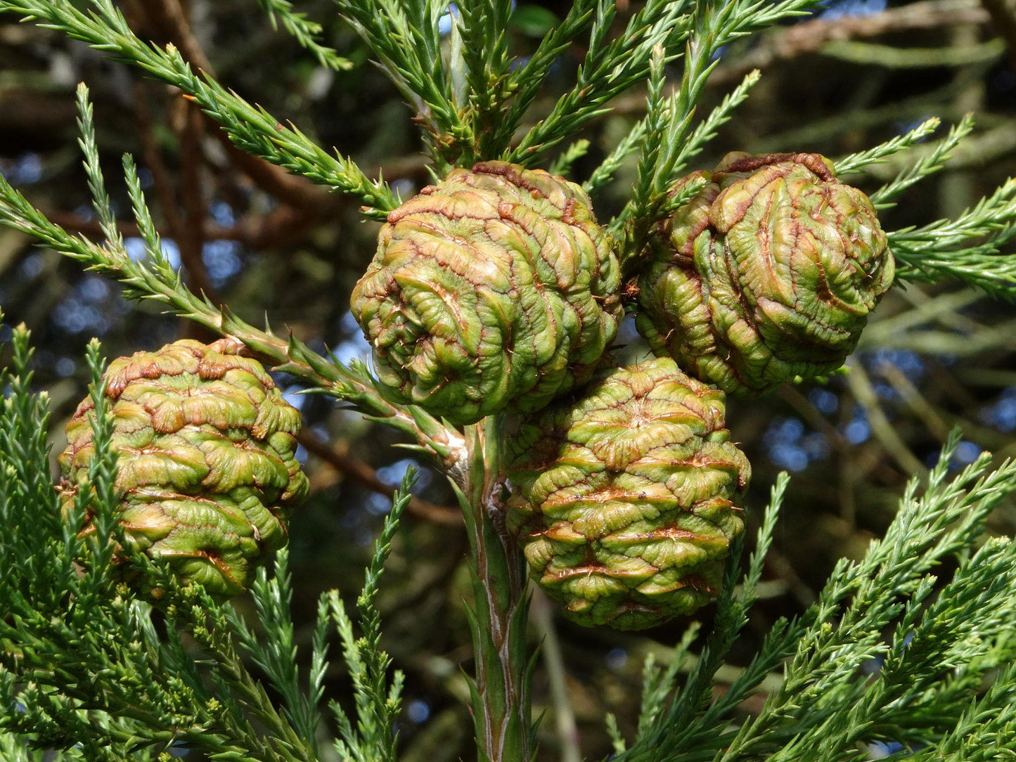 Sequoia Sempervirens (Coast Redwood) CLEARANCE