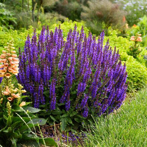 Salvia nemorosa 'New Dimension Blue' (New Dimension Blue Sage)
