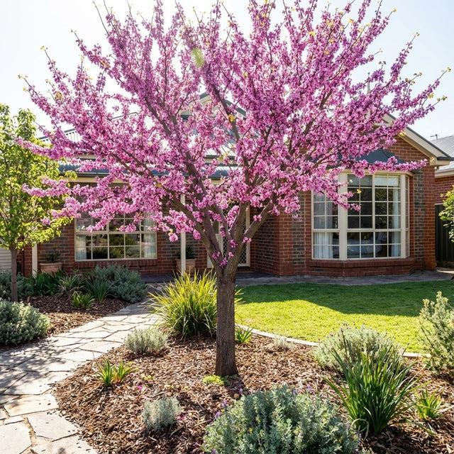 Cercis Chinensis ‘Avondale’ (Chinese Redbud)