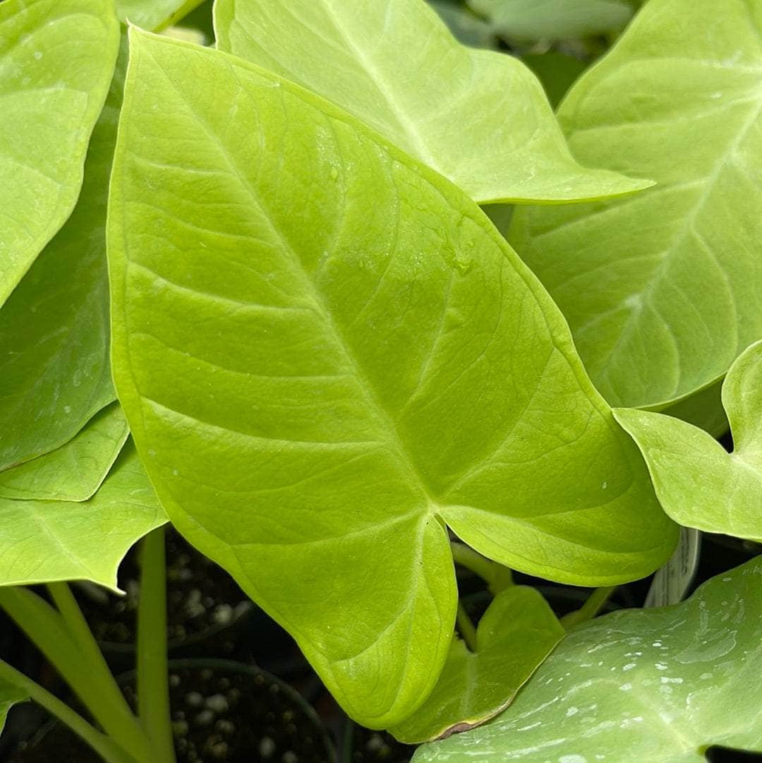 Xanthosoma ‘Lime Zinger’ (Elephant’s Ear)