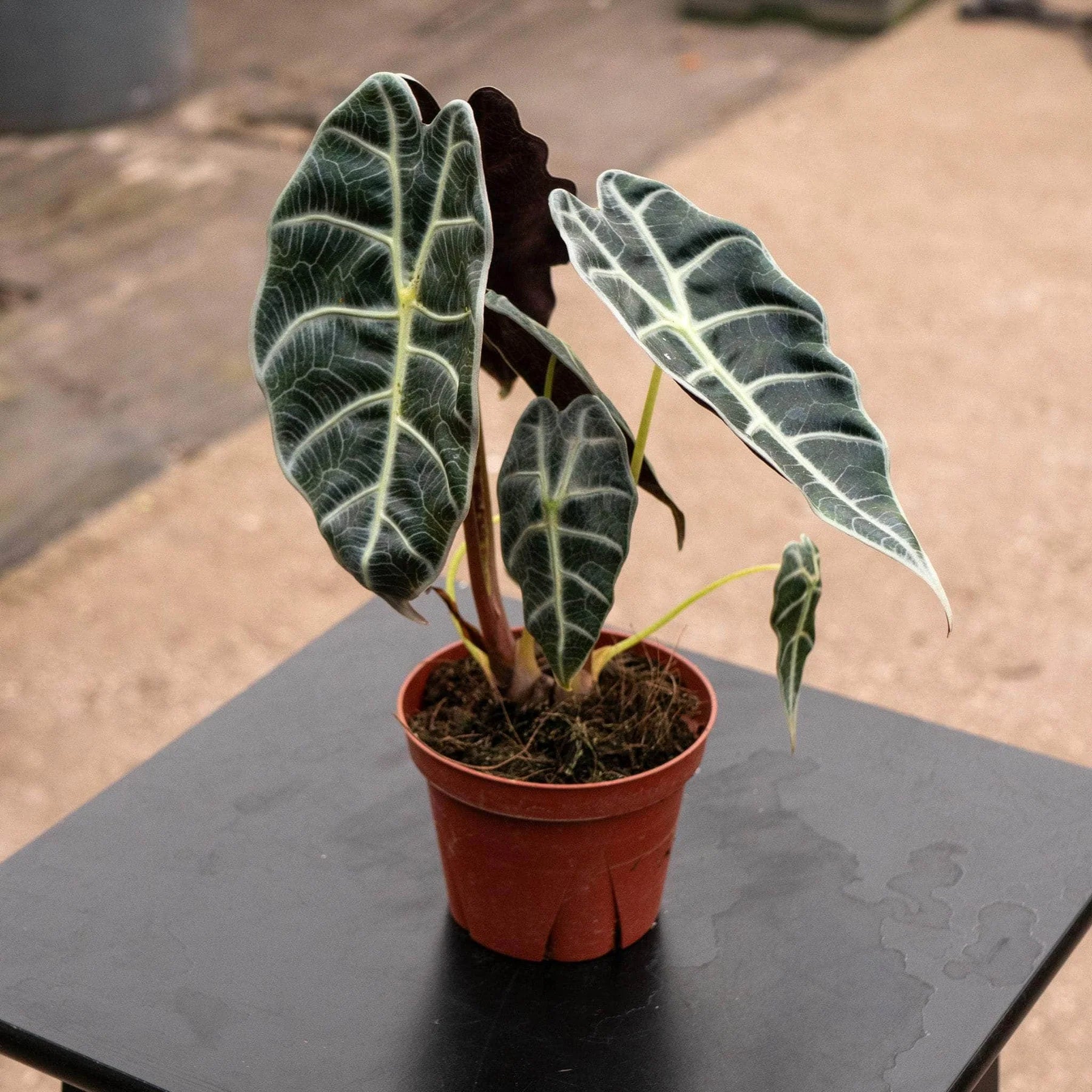 Alocasia watsoniana (Watson’s Alocasia)