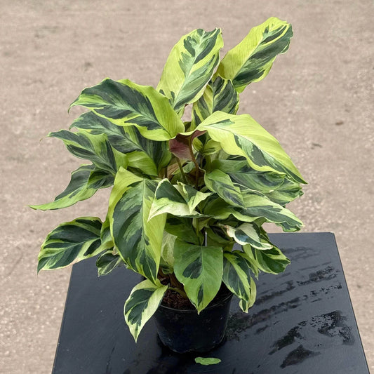 Calathea Fusion Yellow (Fusion Yellow)