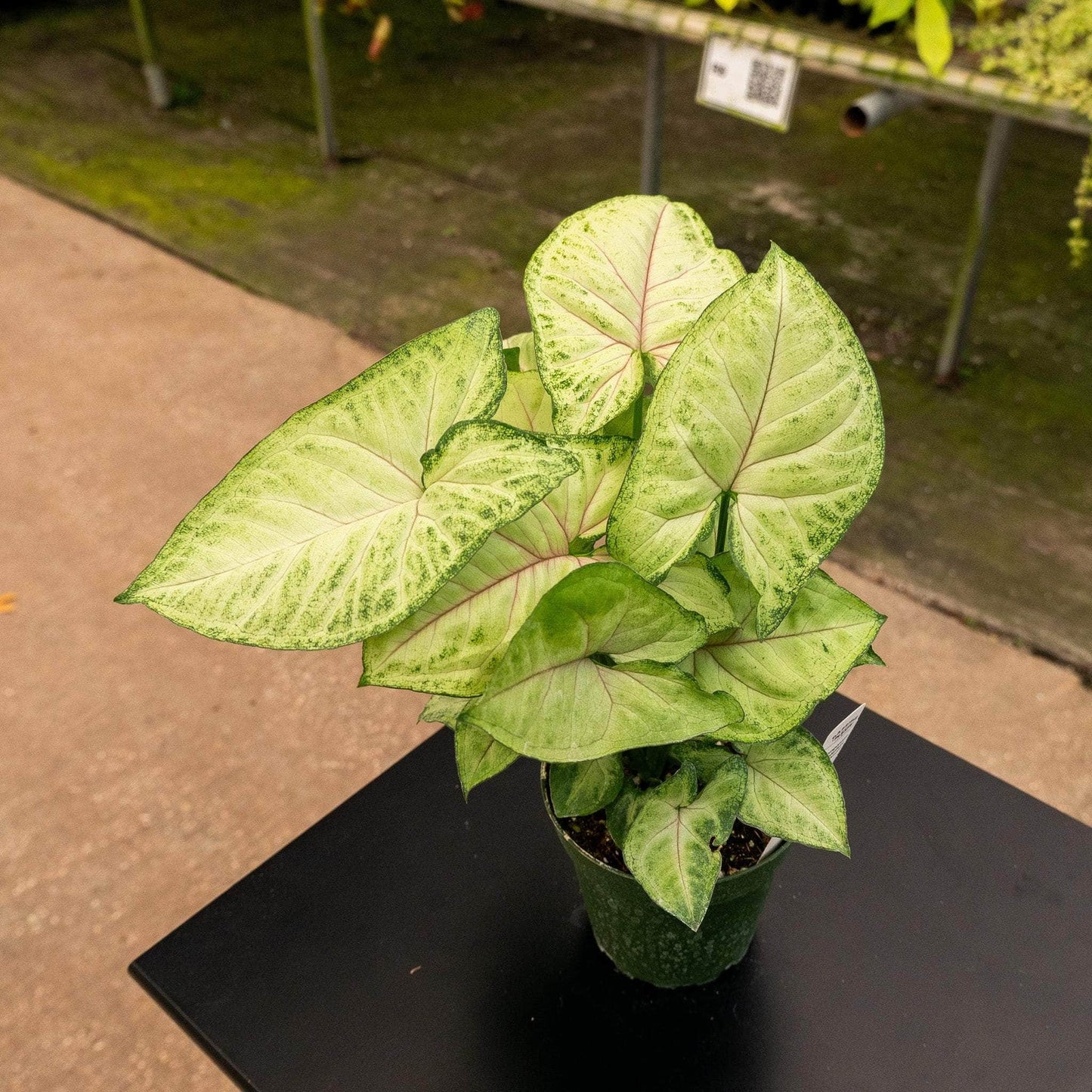 Syngonium Berry (Berry Syngonium)
