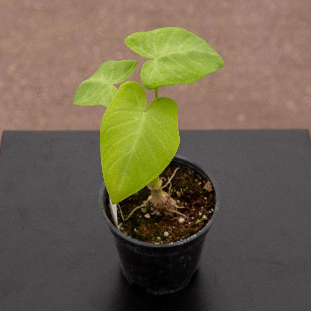 Xanthosoma ‘Lime Zinger’ (Elephant’s Ear)