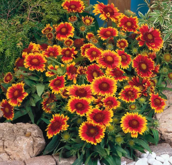 Gaillardia Aristata 'Arizona Sun' (Arizona Sun Blanket Flower)