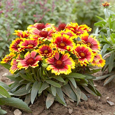 Gaillardia Aristata 'Arizona Sun' (Arizona Sun Blanket Flower)