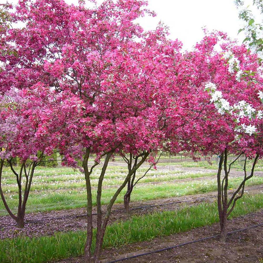 Malus × moerlandsii 'Profusion' (Profusion Crab Apple)