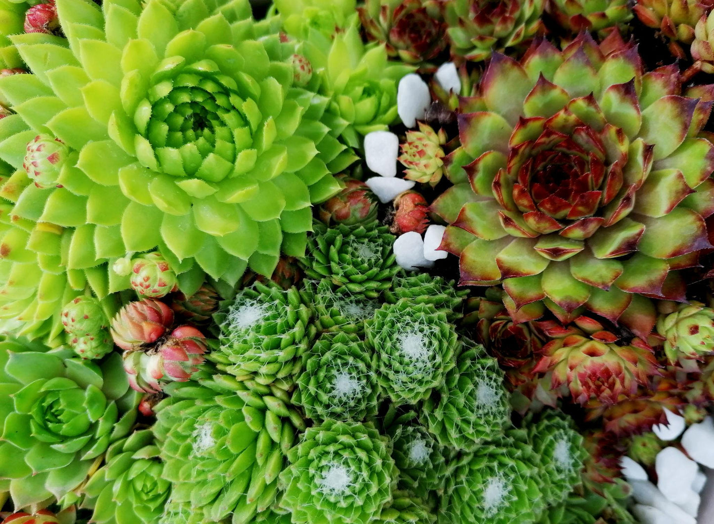 Succulents Assorted (Mixed Succulent Collection)
