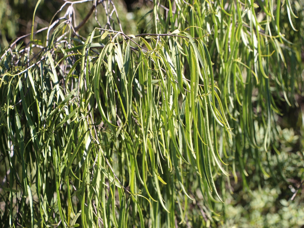 Geijera parviflora (Wilga)