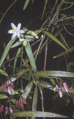 Geitonoplesium cymosum (Scrambling Lily / Common Twiner)