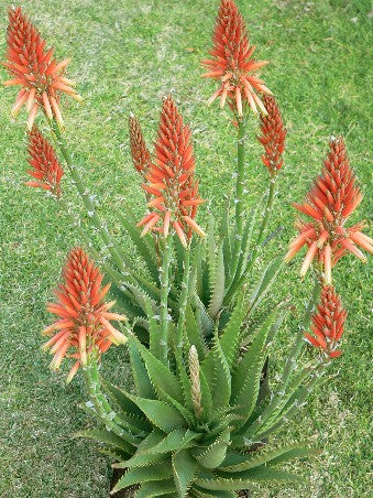 Aloe 'Gemini' (Gemini Aloe)