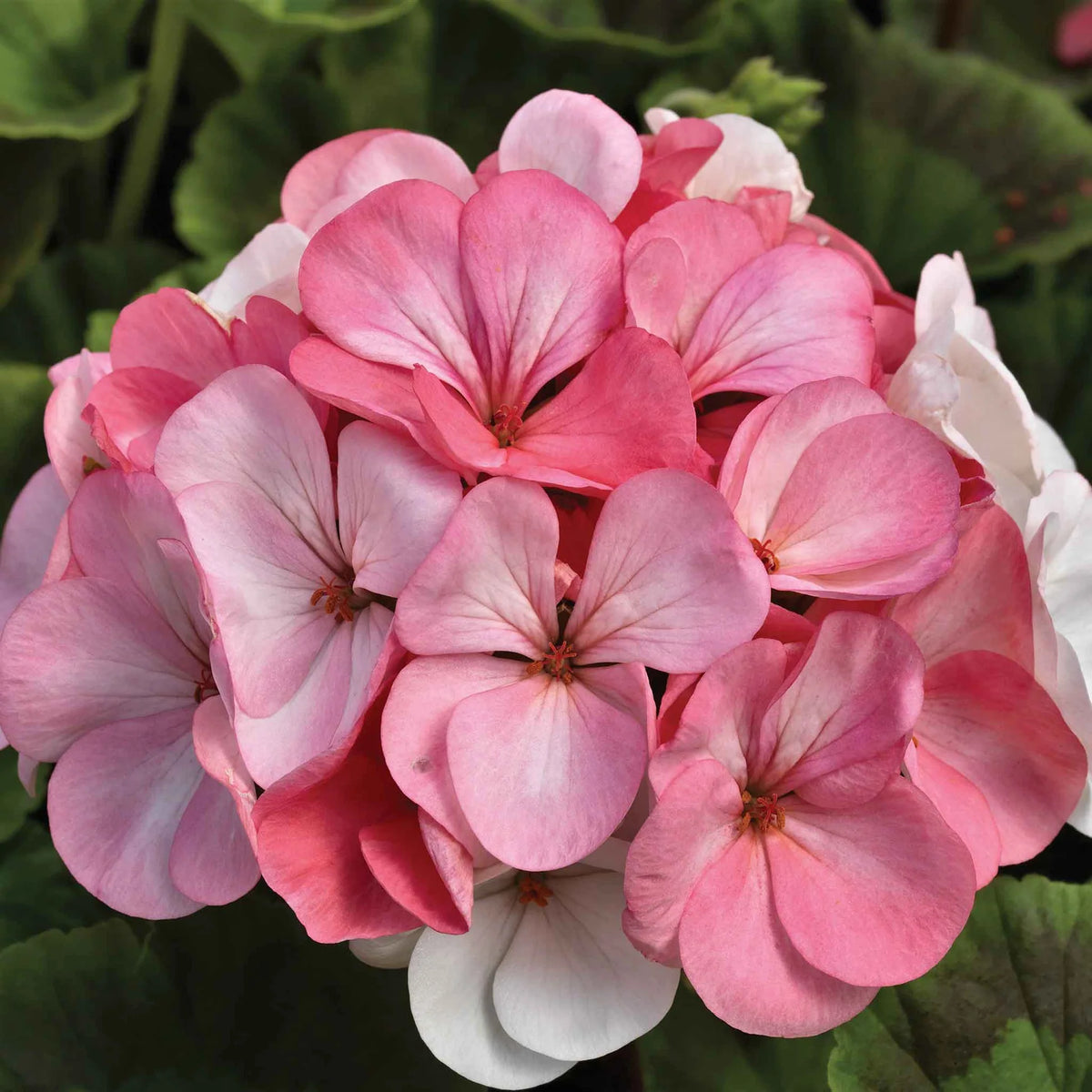 Geranium ‘Big Mix’ – Pelargonium Zonale F2 Mix