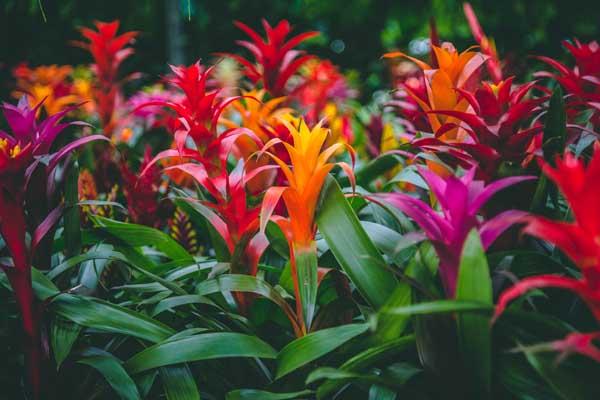 Neoregelia Spp. (Assorted Bromeliads)