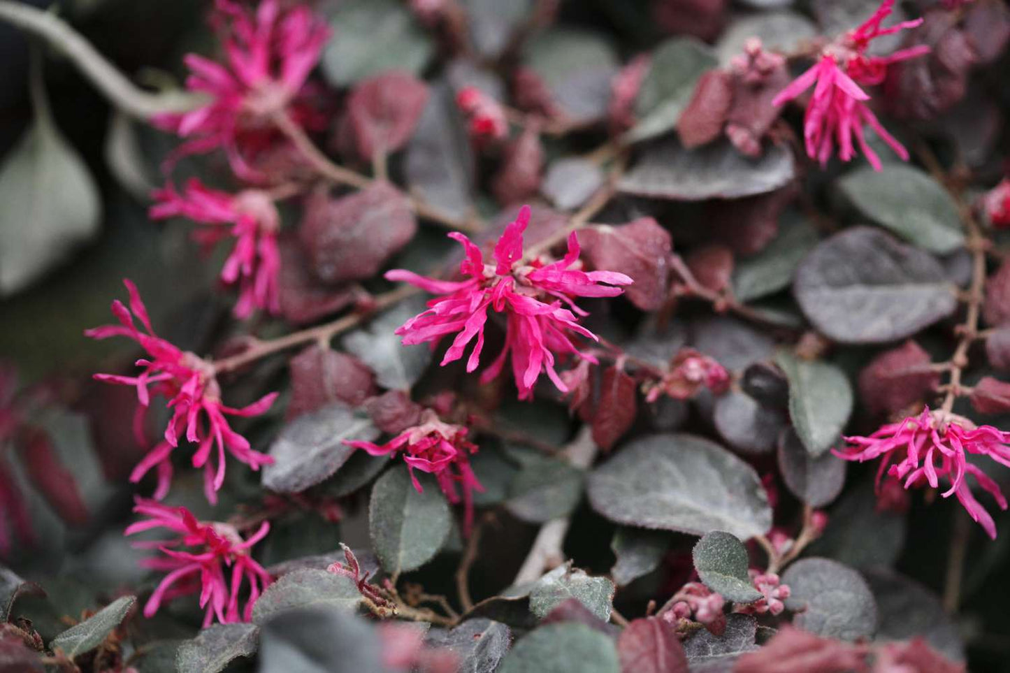 Loropetalum Chinense 'Purple Diamond' (Chinese Fringe Flower)