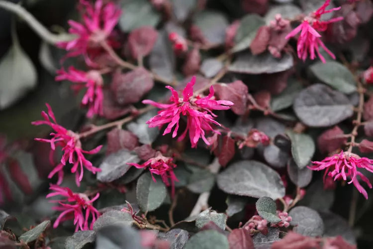 Loropetalum chinense – Chinese Fringe Flower