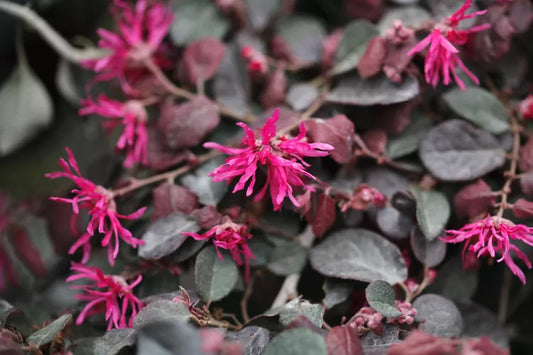 Loropetalum chinense – Chinese Fringe Flower