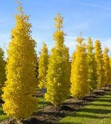 Ginkgo biloba 'Menhir' (Lemonlime Spire® Ginkgo)