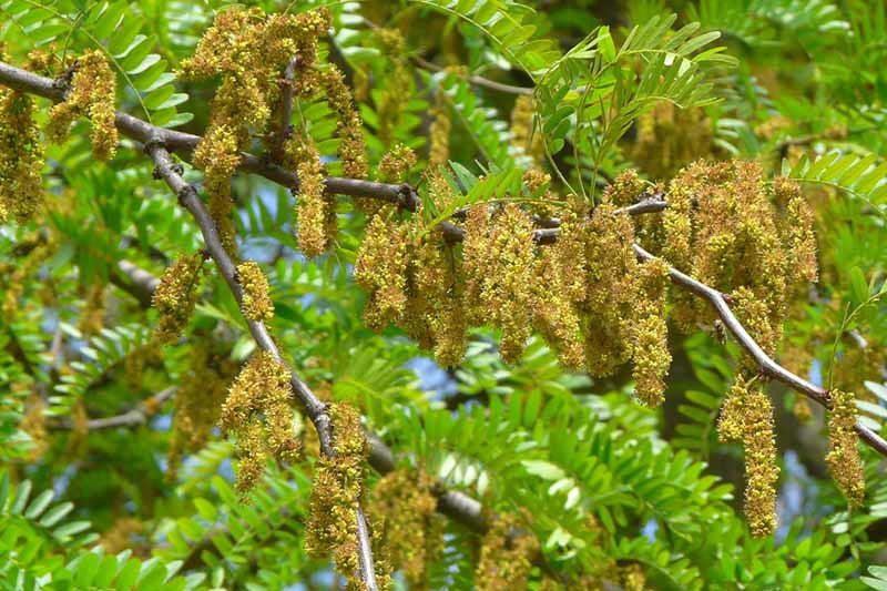 Gleditsia triacanthos var. inermis 'Limegold' (Limegold Thornless Honey Locust)