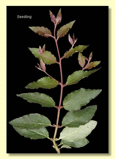 Eucalyptus Globoidea (White Stringybark)