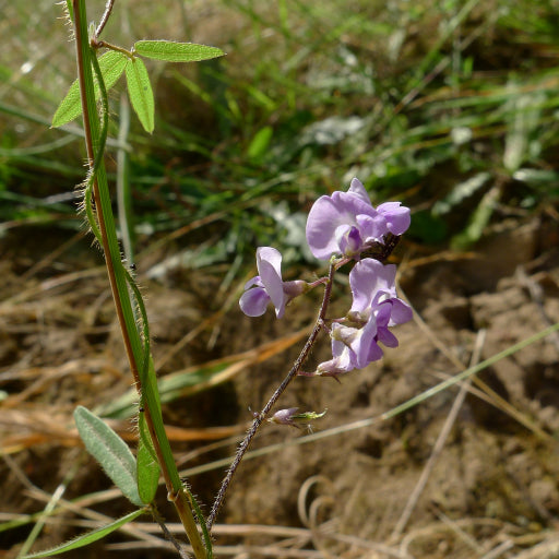 Glycine microphylla (Small-leaf Glycine / Creeping Glycine)