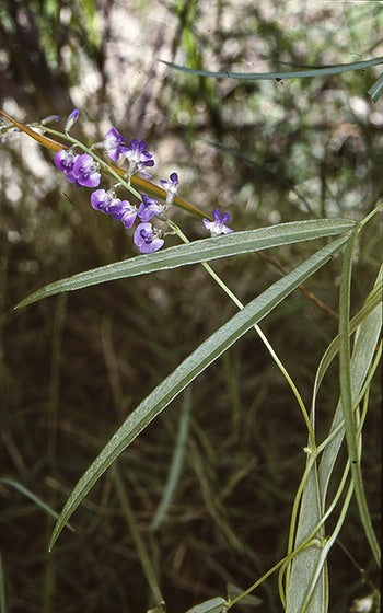 Glycine microphylla (Small-leaf Glycine / Creeping Glycine)